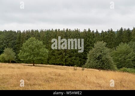 Korn Felder mit Blumen auf sanften Hügeln im Vulkan landcape, Eifel Stockfoto
