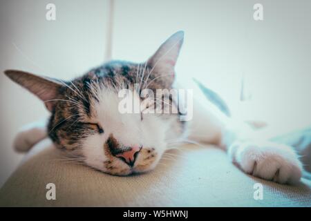Nahaufnahme einer niedlichen Katze, die auf einem Sofa liegt Mit geschlossenen Augen und verschwommenem Hintergrund Stockfoto