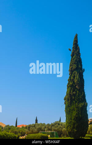 Zypresse und blauer Himmel Stockfoto