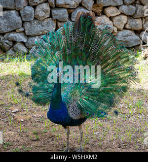 Pfau auf die Insel Lokrum, Dubrovnik, Kroatien Stockfoto