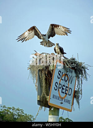 Auf Manatee Zone langsamer Geschwindigkeit mindestens wake Kanal Marker post Nest mit Paar osprey, eine Landung mit ausgebreiteten Flügeln, die andere Wache. Stockfoto