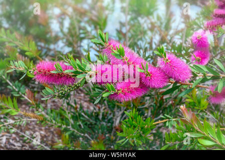 Wunderschöne Australian neon rosa Flasche mit Bürste (callistemon Prestige) Stockfoto