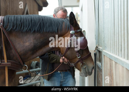 Ein Pferd (Sächsische - Thüringer schweren Warmbluts) steht vor der Box im Hof. Ein Mann befestigt Fahrzeuge einen Schlitten zu ziehen. Scheuklappen c Stockfoto