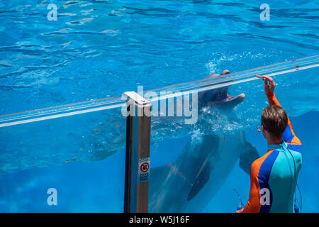 Orlando, Florida. Juli 18, 2019. Trainer, Fische in Seaworld zu Dolphin. Stockfoto