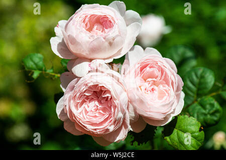 Die Blüten der Rose "Königin von Schweden" Stockfoto