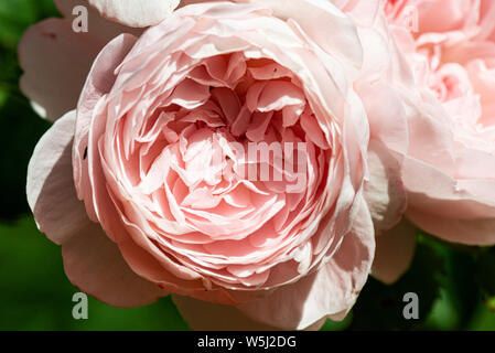 Die Blüte einer Rose "Königin von Schweden" Stockfoto