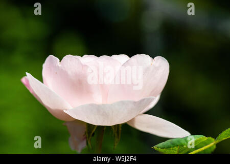 Die Blüte einer Rose "Königin von Schweden" Stockfoto