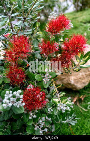 Rote Blumen Pinsel Flaschenbaum (Zylinderputzer) Stockfoto