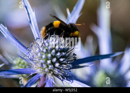 Eine Hummel auf der Blume Leiter einer Sea Holly (eryngium) Stockfoto
