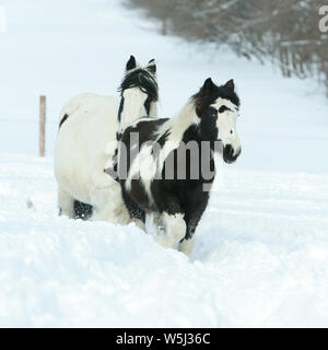 Stute mit Fohlen von Irish Cob zusammen im Winter Stockfoto