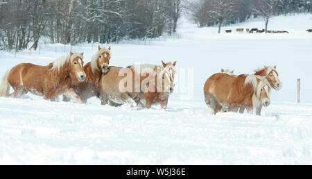 Batch mit haflingern zusammen laufen im Winter Stockfoto