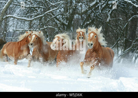 Batch mit haflingern zusammen laufen im Winter Stockfoto