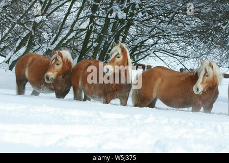 Batch mit haflingern zusammen laufen im Winter Stockfoto