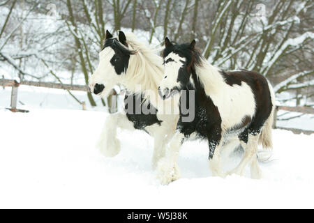 Stute mit Fohlen von Irish Cob zusammen im Winter Stockfoto