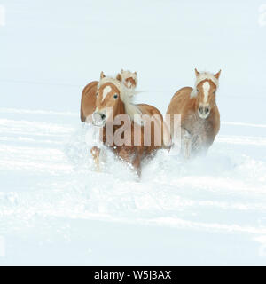 Batch mit haflingern zusammen laufen im Winter Stockfoto