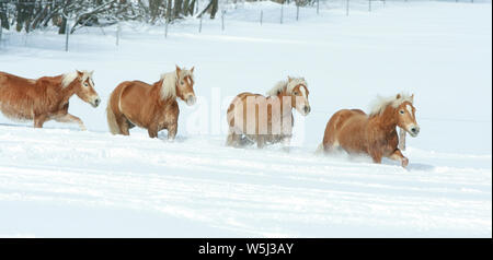 Batch mit haflingern zusammen laufen im Winter Stockfoto