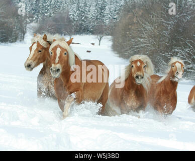 Batch mit haflingern zusammen laufen im Winter Stockfoto