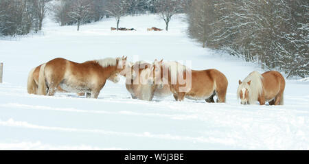 Batch mit haflingern zusammen laufen im Winter Stockfoto