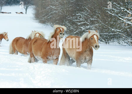 Batch mit haflingern zusammen laufen im Winter Stockfoto