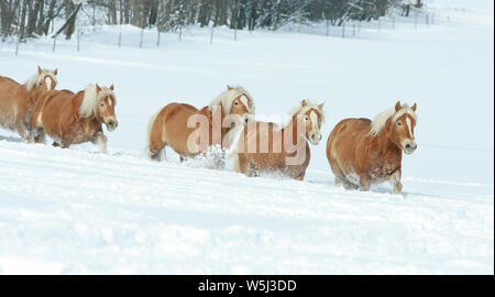 Batch mit haflingern zusammen laufen im Winter Stockfoto