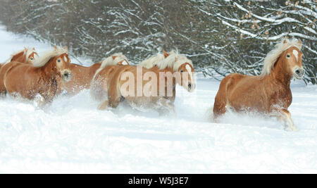 Batch mit haflingern zusammen laufen im Winter Stockfoto