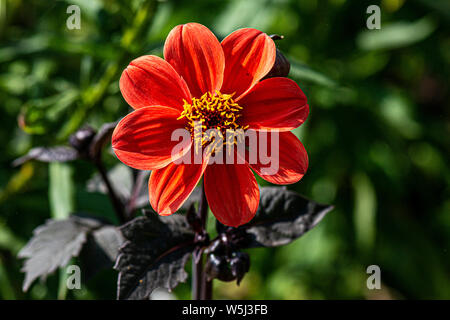 Die Blume eines Dahlie Bishop's 'Kinder' Stockfoto