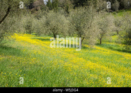 Olivenbäume im Frühling, Toskana, Italien Stockfoto