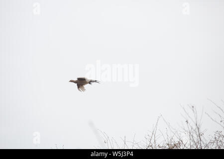 Fasane Fliegen über eine Absicherung während einer Fahrt auf einer angetriebenen Fasan Schießen Stockfoto