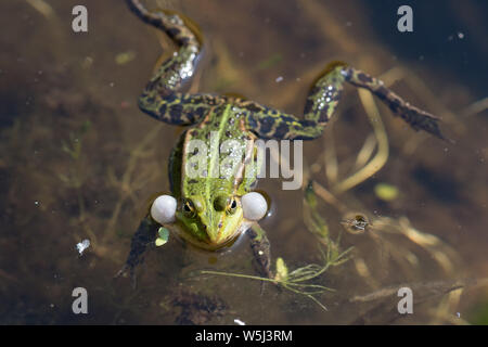 Quaken Wasserfrosch (Rana esculenta, Pelophylax kl. ESCULENTUS) mit Aufgeblähten vocal sacs in einem Teich in Schleswig-Holstein, Deutschland