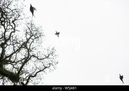 Silhouetten von drei Fasane, da Sie Overhead Pass während der Fahrt auf einen Fasan Schießen Stockfoto