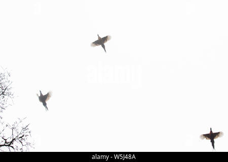 Silhouetten von drei Fasane, da Sie Overhead Pass während der Fahrt auf einen Fasan Schießen Stockfoto