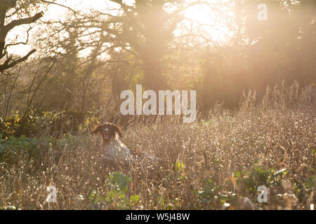 Arbeiten English Springer Spaniel Gundog Arbeiten durch eine Abdeckung Erntegut auf einen Fasan Schießen Stockfoto