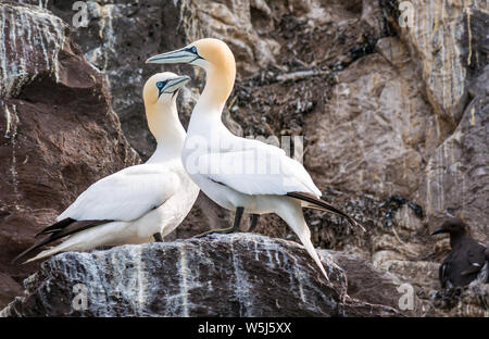 In der Nähe von Northern gannet Paare, Morus bassanus am Bass Rock, Erhabene, Schottland, Großbritannien Stockfoto