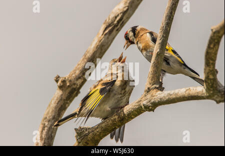 Stieglitz, wilden Vögeln in einem Englischen Garten, thront auf einem Zweig im Frühling Sommer 2019. Stockfoto