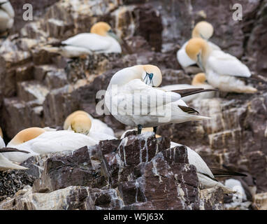 In der Nähe von Northern gannet Paare, Morus bassanus am Bass Rock, Erhabene, Schottland, Großbritannien Stockfoto