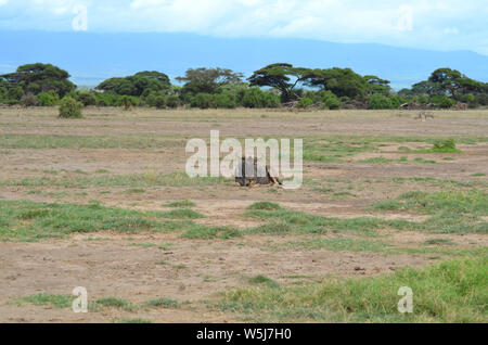 Einzelnen Gnus Gnu Festlegung in der Savanne in Afrika Kenia Safari Stockfoto