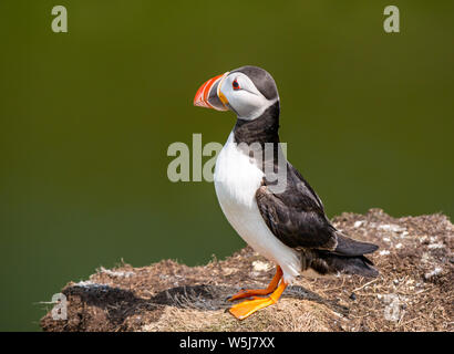 Papageitaucher, Fratercula arctica, auf einer Klippe Ledge, Insel, Schottland, UK Stockfoto