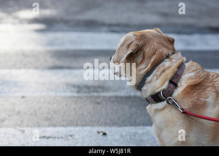 Süße Labrador Retriever Hund auf die Straße Stockfoto