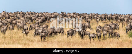 Nach der Gnus Herden während der jährlichen großen Migration in der Masai Mara, Kenia. Social Media Banner Format. Stockfoto