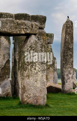 Hoch stehende Steine von Stonehenge prähistorische Steinkreis Ruinen mit Vogel auf Salisbury Plain in Wiltshire England in der Morgendämmerung Stockfoto