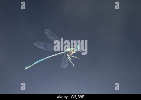 Gemeine Federlibelle, Blaue Federlibelle, Männchen, Flug, fliegend, Platycnemis pennipes, Weiß-legged damselfly, blau featherleg, männlich, Flug, flyin Stockfoto