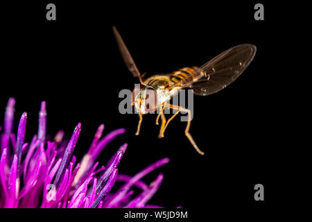 Marmalade hoverfly hat ein wunderschönes Muster Stockfoto