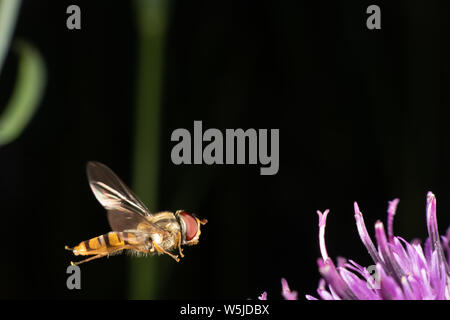 Marmalade hoverfly hat ein wunderschönes Muster Stockfoto