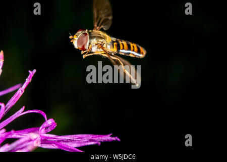 Marmalade hoverfly hat ein wunderschönes Muster Stockfoto