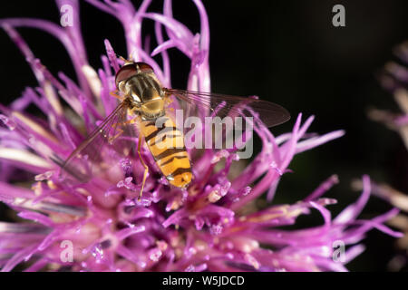 Marmalade hoverfly hat ein wunderschönes Muster Stockfoto