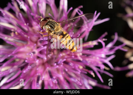 Marmalade hoverfly hat ein wunderschönes Muster Stockfoto