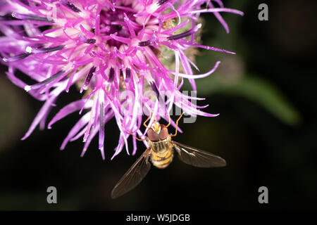 Marmalade hoverfly hat ein wunderschönes Muster Stockfoto