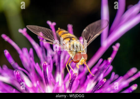 Marmalade hoverfly hat ein wunderschönes Muster Stockfoto