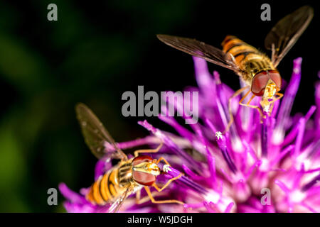 Marmalade hoverfly hat ein wunderschönes Muster Stockfoto