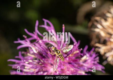 Marmalade hoverfly hat ein wunderschönes Muster Stockfoto